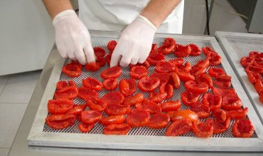 Coimbra tem curso gratuito sobre produção artesanal de conservas e derivados do tomate