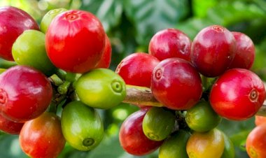 Exportações do agro mineiro alcançam nova marca histórica nos primeiros nove meses de 2024