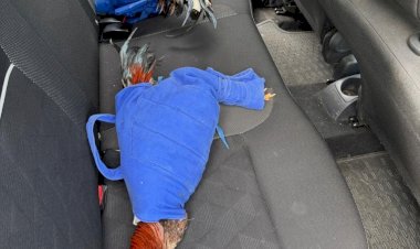 Homem é preso por transportar galos em situação de maus-tratos