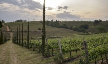 Governador sanciona lei de incentivo à agricultura de baixo carbono
