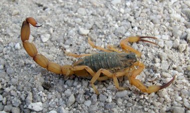 Escorpiões lideram ranking de acidentes com animais peçonhentos em Viçosa