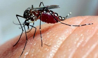 Viçosa registra mais de 100 casos de dengue em 2025