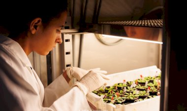 UFV abre inscrições para 12 programas de pós-graduação