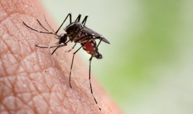 Viçosa registra segunda morte por dengue em 2025