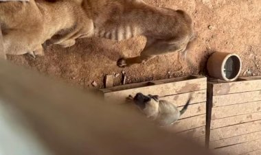 Homem é preso e multado por maus-tratos de animais em Ubá