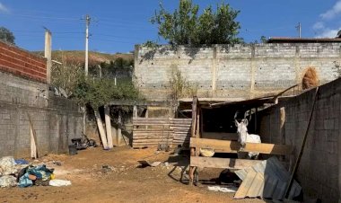 Homem é preso por maus-tratos a cavalos em Ubá