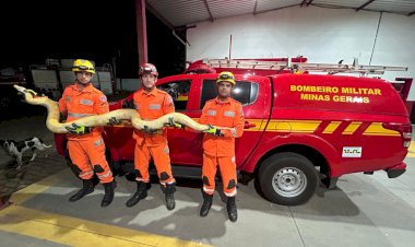Bombeiros resgatam cobra Píton em Paula Cândido