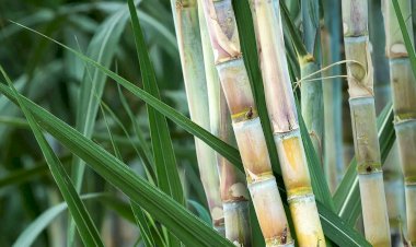 Sindicato de Paula Cândido abre assistência gratuita para produtores de cachaça