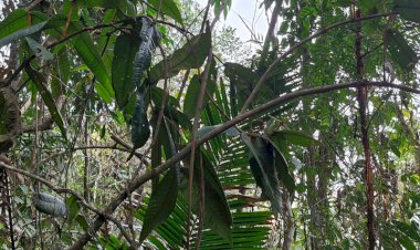 Pesquisadores da UFV descobrem nova espécie de árvore em Minas Gerais