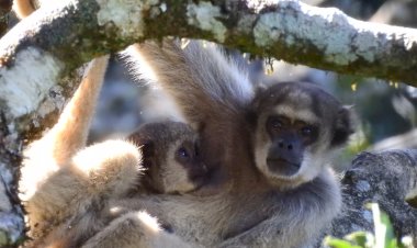 Serra do Brigadeiro recebe projeto de proteção aos Muriquis