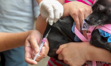 Quase 3 mil animais foram vacinados no último sábado