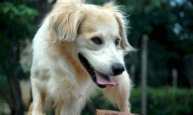 Viçosa recebe Circuito Saúde, Lazer e Bem-Estar Animal neste sábado