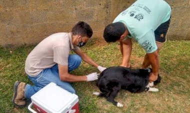 Coimbra inicia campanha de vacinação antirrábica nesta segunda-feira