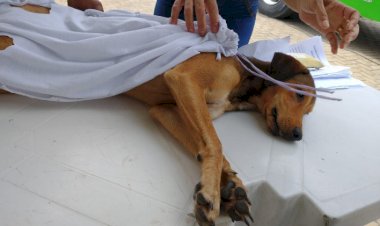 Prefeitura de Piranga promove mutirão de castração gratuita