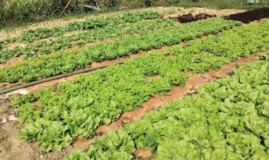 Prefeitura de Viçosa promove concurso de hortas