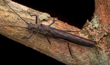 Pesquisadora da UFV identifica nova espécie de inseto no Parque Estadual da Serra do Brigadeiro