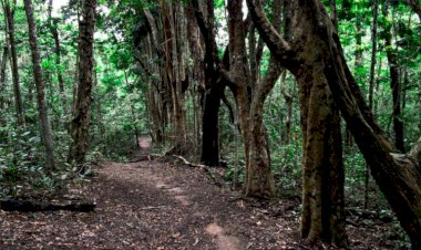 Terceira edição do evento UFV na trilha acontece neste domingo