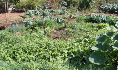 Epamig incentiva técnica alternativa de plantio em hortas