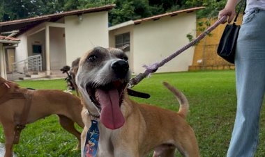 ONG promove feira de adoção de animais e oficinas gratuitas para tutores neste sábado