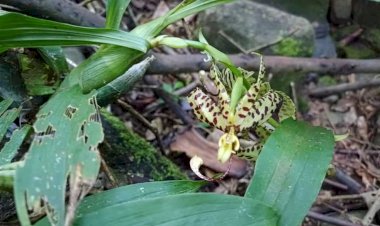 Pesquisadores descobrem orquídea em extinção em Ubá