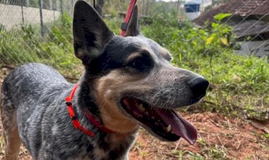 UFV Promove acolhimento com cães para aliviar estresse de estudantes no fim do período