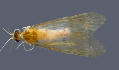 Pesquisadores da UFV descobrem nova espécie de inseto aquático na Bacia do Rio Doce