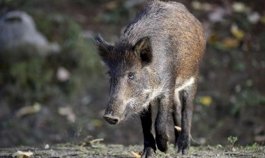 Lei autoriza controle e manejo sustentável do javali-europeu em MG