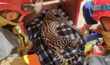 Jaguatirica é capturada em residência de Muriaé