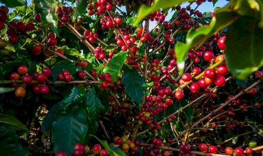 Empresa de café de Coimbra é condenada por vender produto com alto nível de impureza
