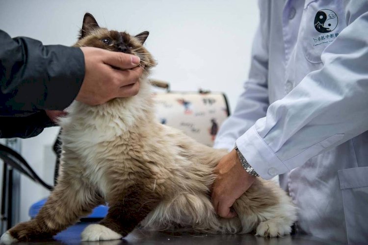 Empresa júnior da UFV promove Outubro Rosa de Pets