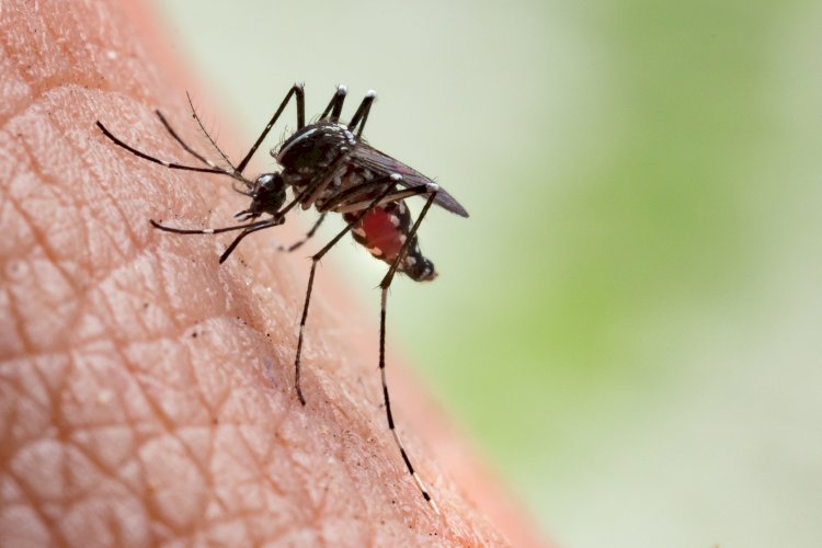 Viçosa registra mais três casos de Chikungunya