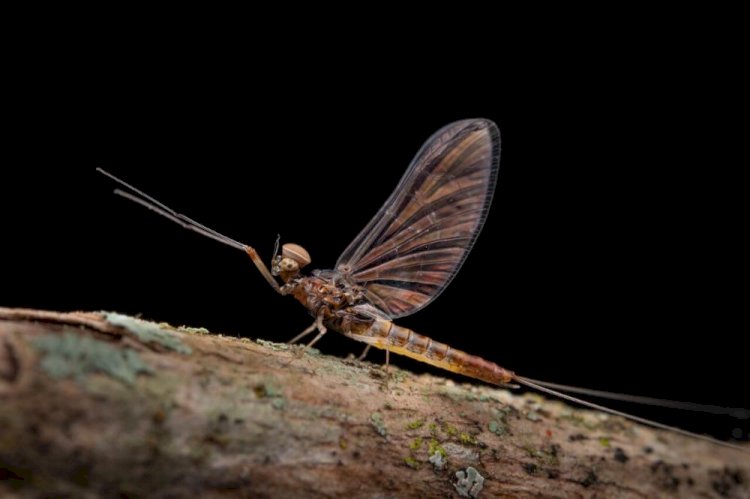 Pesquisa da UFV descobre nova espécie de inseto no Parque Estadual da Serra do Brigadeiro