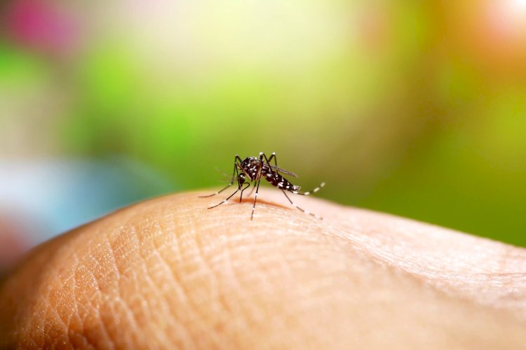 Viçosa registra mais seis casos de chikungunya