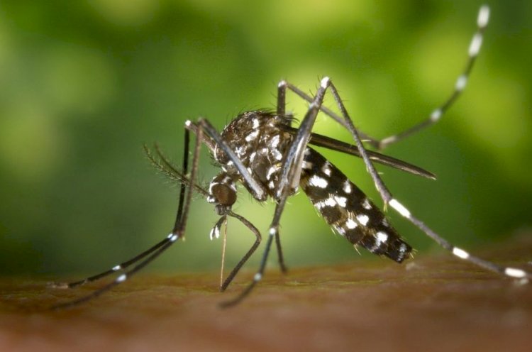 Prefeitura de Viçosa confirma primeira morte por dengue em 2025