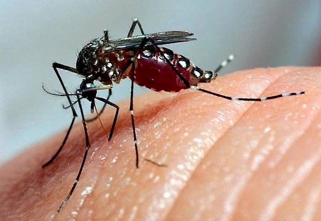Viçosa registra mais de 100 casos de dengue em 2025