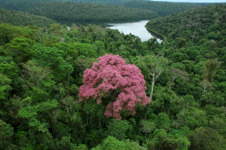 Governo de Minas abre vagas para curso gratuito de Educação Ambiental