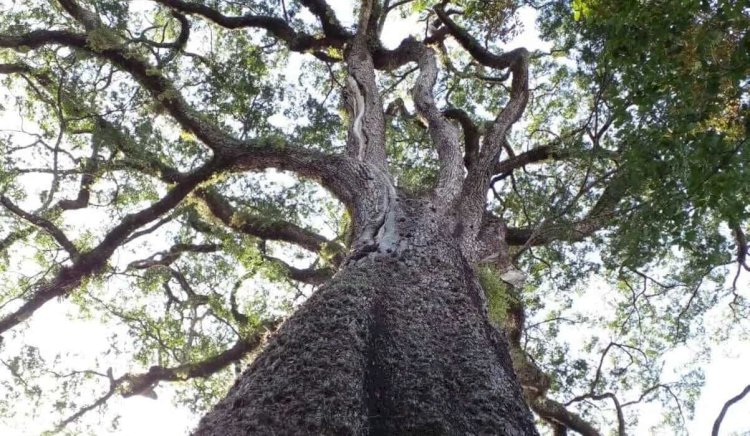 Estadão produz reportagem sobre pesquisa da UFV