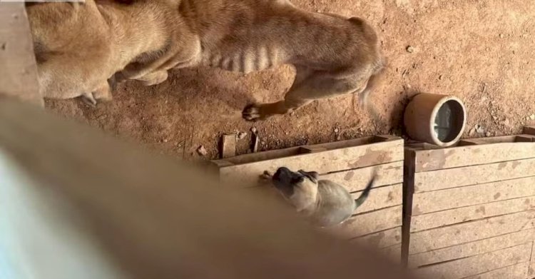 Homem é preso e multado por maus-tratos de animais em Ubá