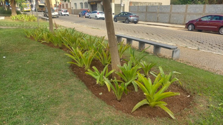 Avenida Santa Rita recebe revitalização dos jardins