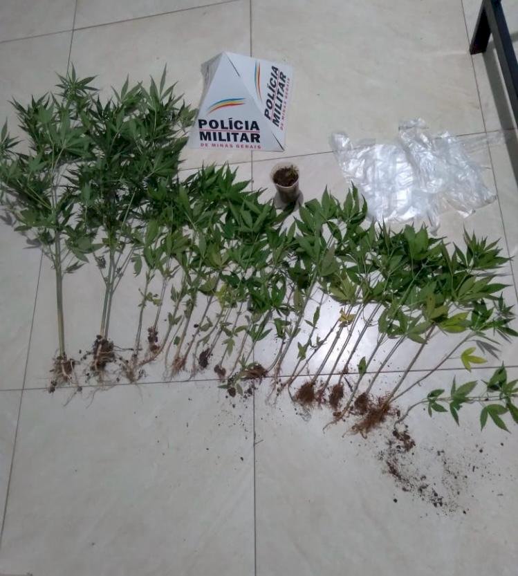 Polícia apreende pés de maconha na zona rural de Teixeiras