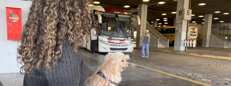 Governo de Minas regulamenta transporte de cães e gatos de pequeno porte em ônibus intermunicipais