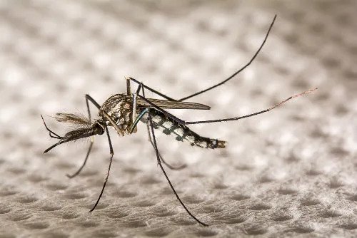 Viçosa retorna ao baixo risco de transmissão da dengue