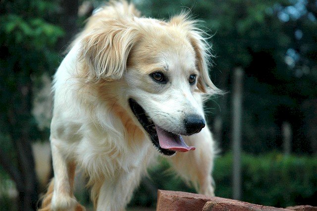 Coleira de choque anti-latido está proibida em MG
