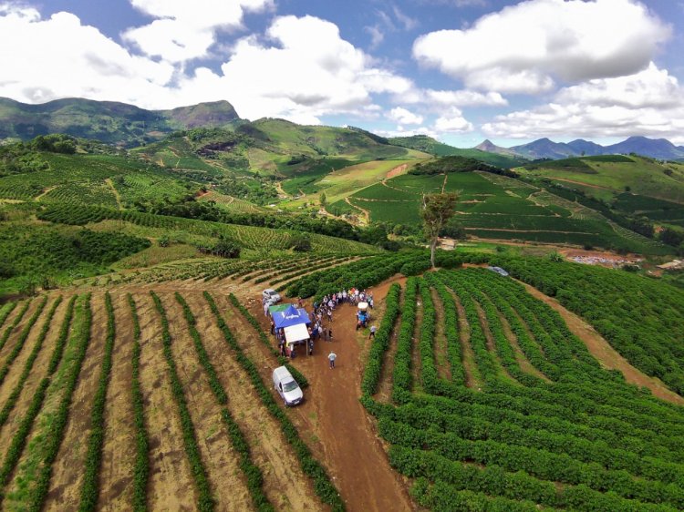 Ervália recebe neste sábado encontro sobre cafeicultura de montanha