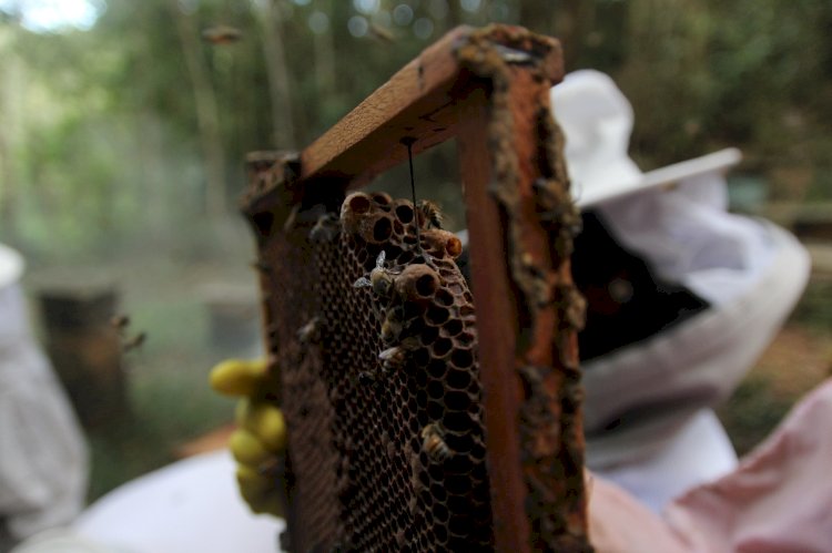 Senar oferece nove cursos gratuitos para cidades da região