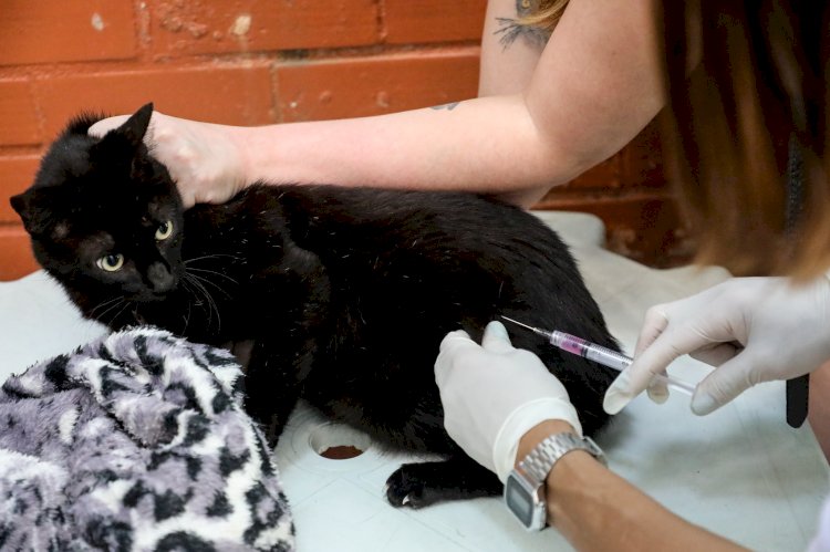 Ervália realiza Dia D da Vacinação Antirrábica neste sábado