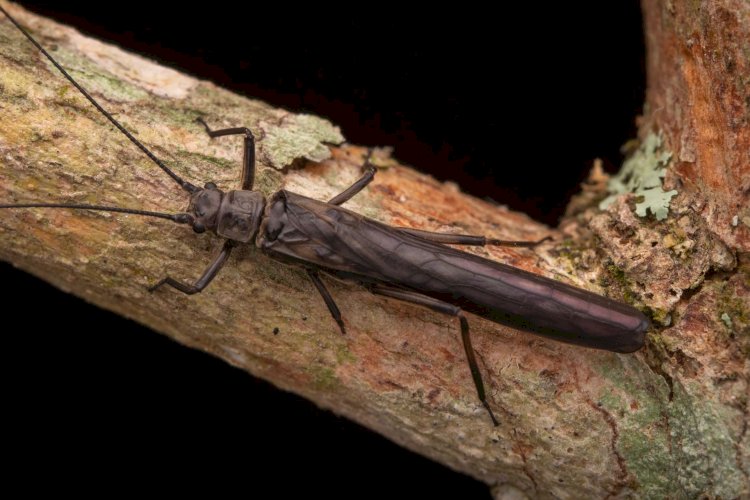 Pesquisadora da UFV identifica nova espécie de inseto no Parque Estadual da Serra do Brigadeiro