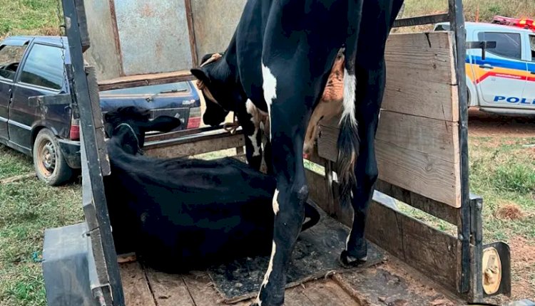 Cinco bovinos roubados foram recuperados na zona rural de Ubá