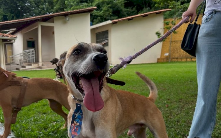 ONG promove feira de adoção de animais e oficinas gratuitas para tutores neste sábado
