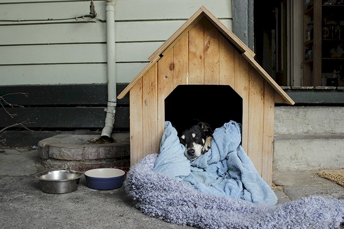 PMV realiza Oficina de Soluções para Pet Comunitário